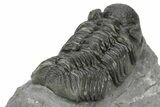 Phacopid (Adrisiops) Trilobite - Jbel Oudriss, Morocco #222409-4